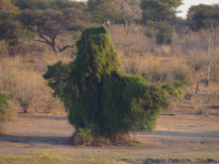 Tree that looks like a person, Chobe National Park, Botswana, Africa - Neil Pittaway