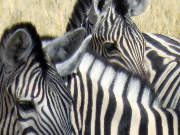 Zebras,  Etosha National Park, Namibia, Botswana - Neil Pittaway