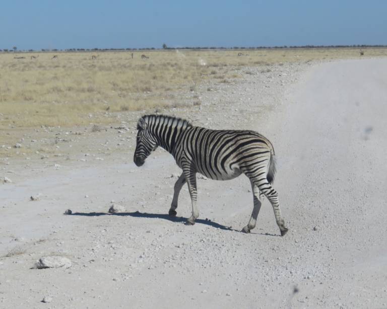 Lone Zebra, Etosha National Park, Namibia, Africa - Neil Pittaway