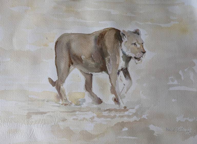 Lioness of Etosha, Namibia - Neil Pittaway