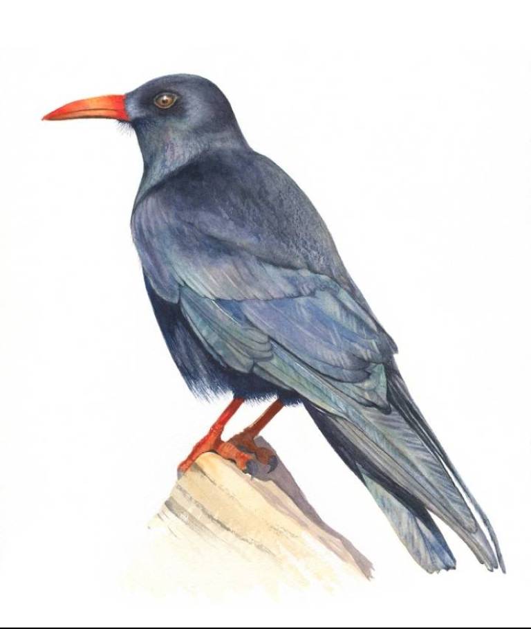Cornish Chough - Cathy Eastment Art