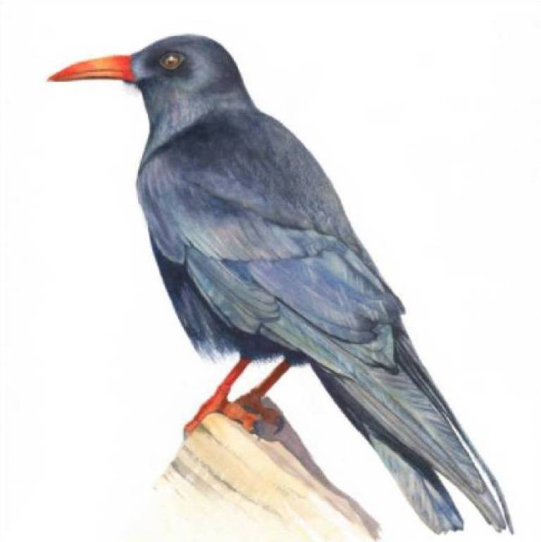 Cornish Chough - Cathy Eastment Art