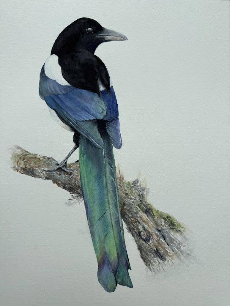 'Merlin' - Cathy Eastment Art