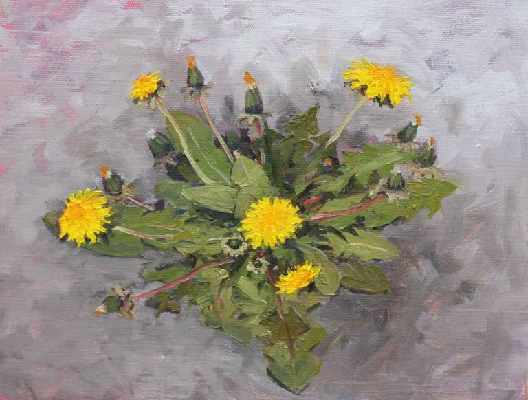 Dandelions - Claire Rooney