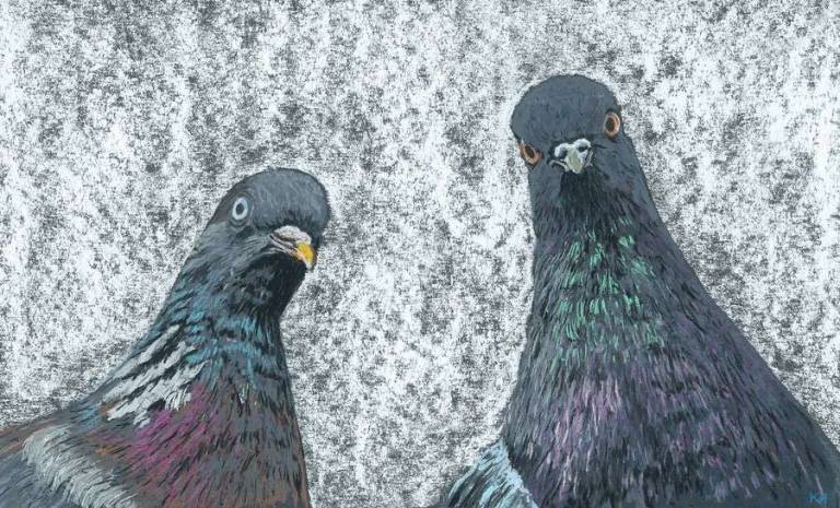 Pigeons - Kevin Hemmings