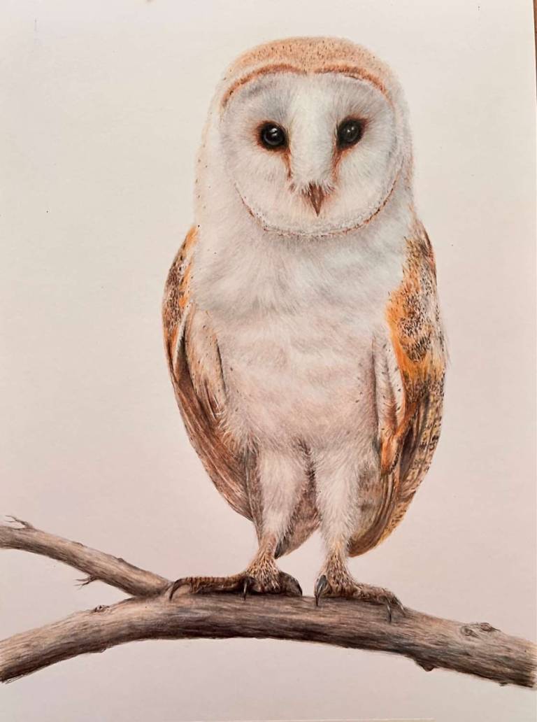 Owl's perch - Karen Chapman