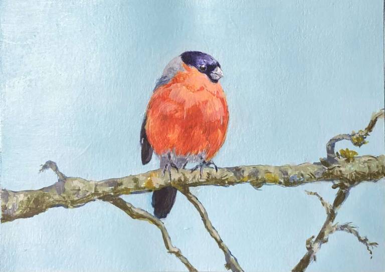 Bullfinch - Mal Cowie