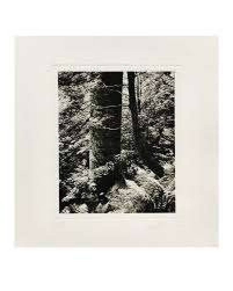 trees - FAY GODWIN