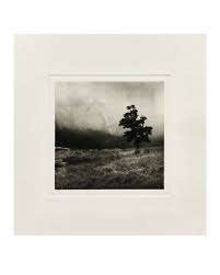 TREE IN MIST  FRAMED - FAY GODWIN