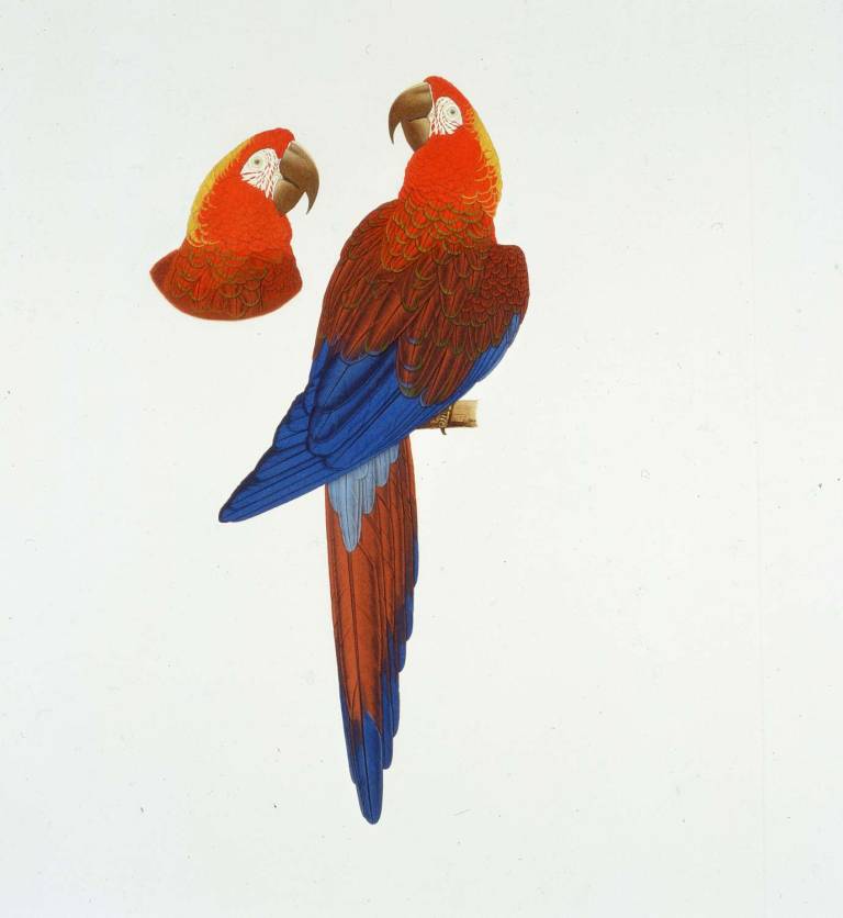 Cuban Macaw - ELIZABETH BUTTERWORTH