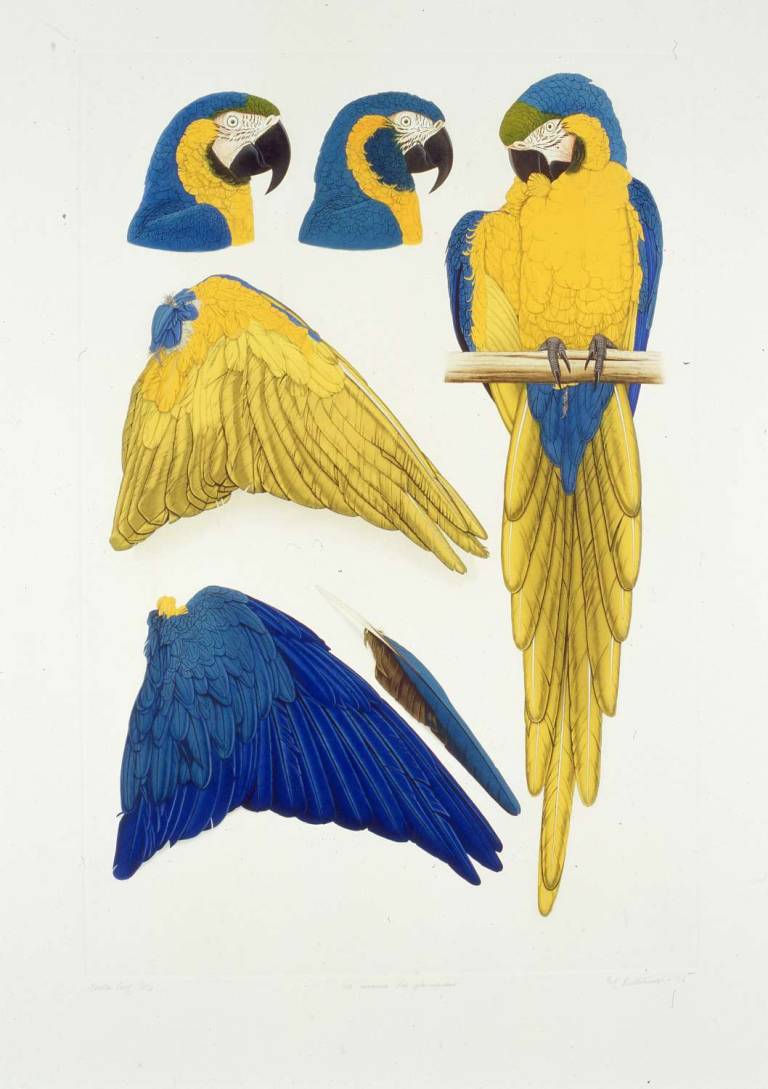 Blue & Gold Macaw & Blue Throated Macaw - ELIZABETH BUTTERWORTH