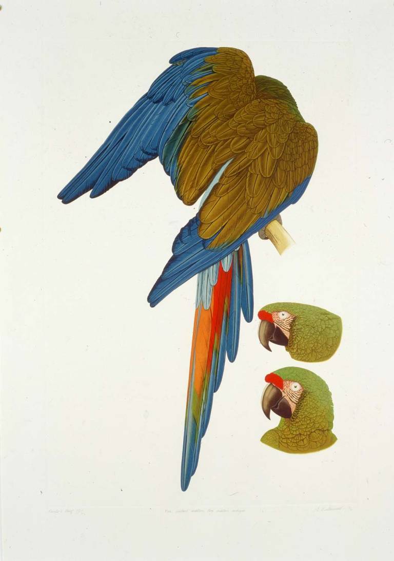 Hahn's Macaw & Noble Macaw - ELIZABETH BUTTERWORTH