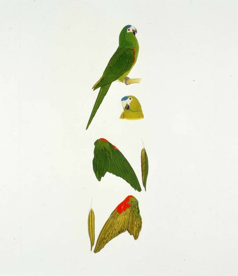 Red Bellied Macaw, Illiger's Macaw & Blue Headed Macaw - ELIZABETH BUTTERWORTH