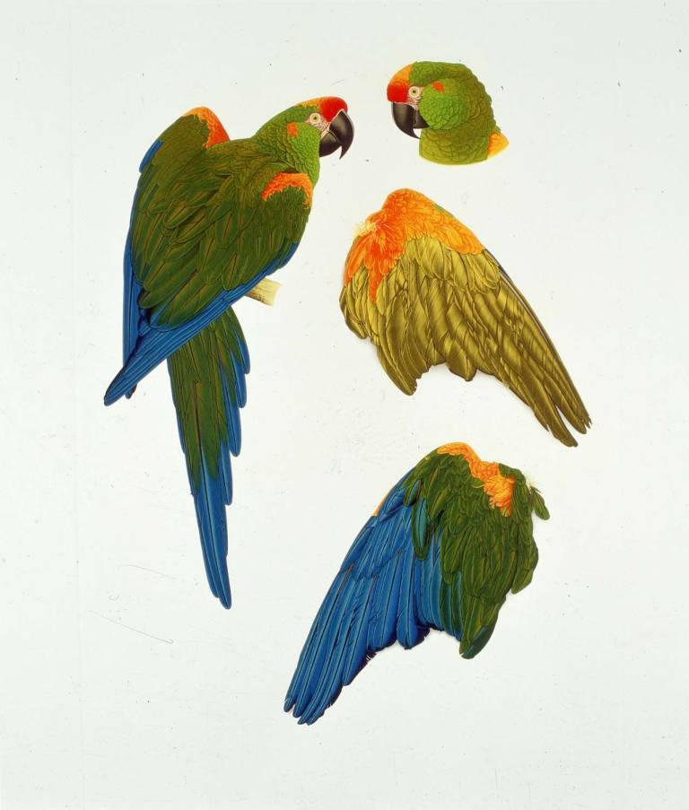 Red Cheeked Macaw - ELIZABETH BUTTERWORTH