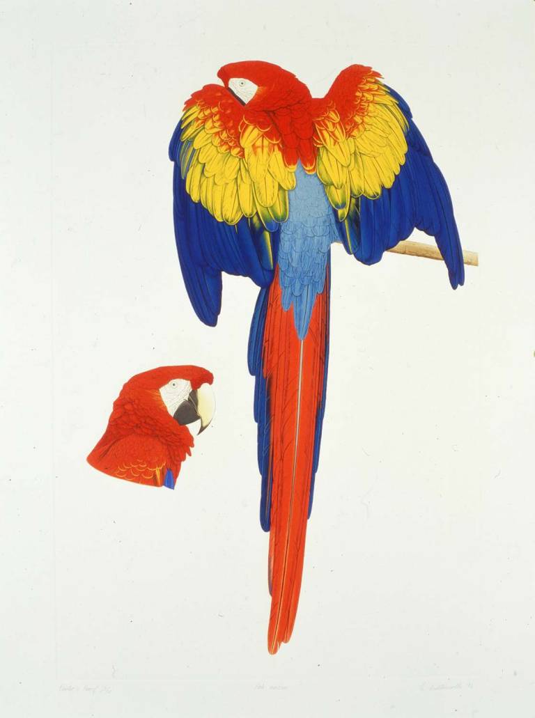 Scarlet Macaw - ELIZABETH BUTTERWORTH