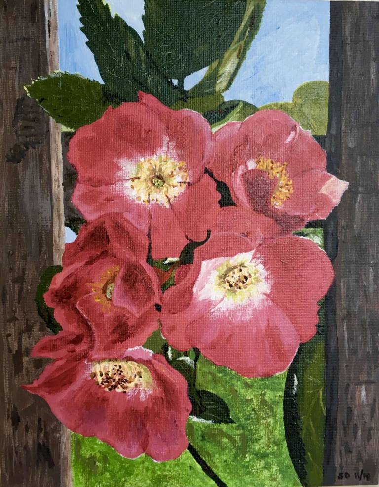 Rose on trellis - Sue L Davis