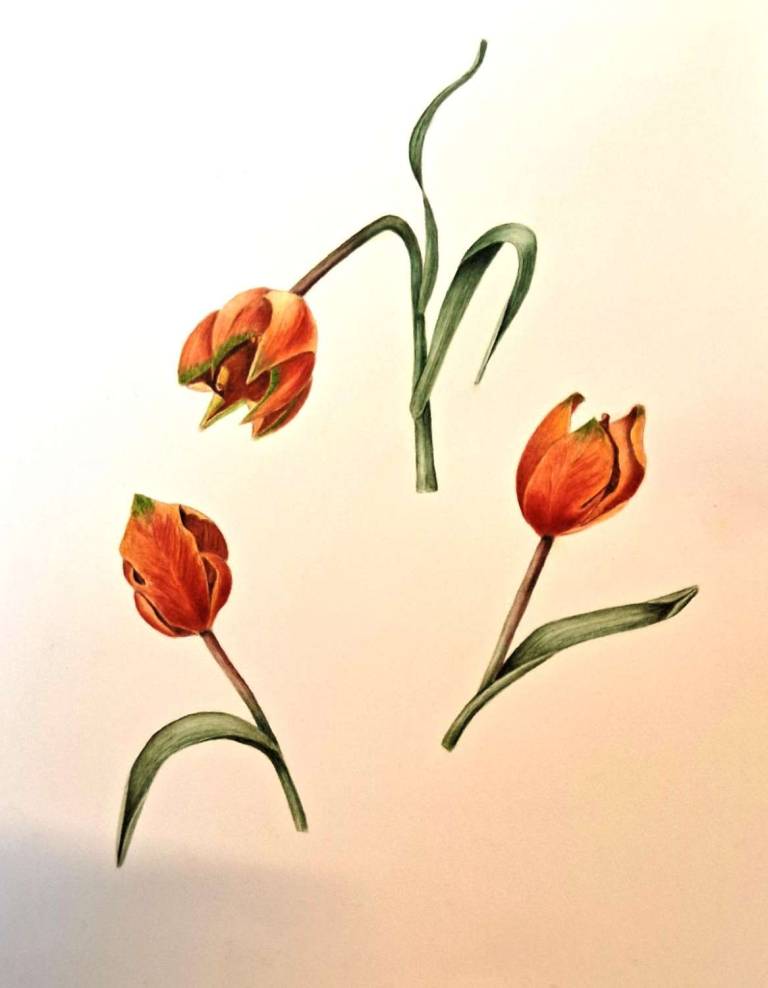Tulips - Totnes Art Society