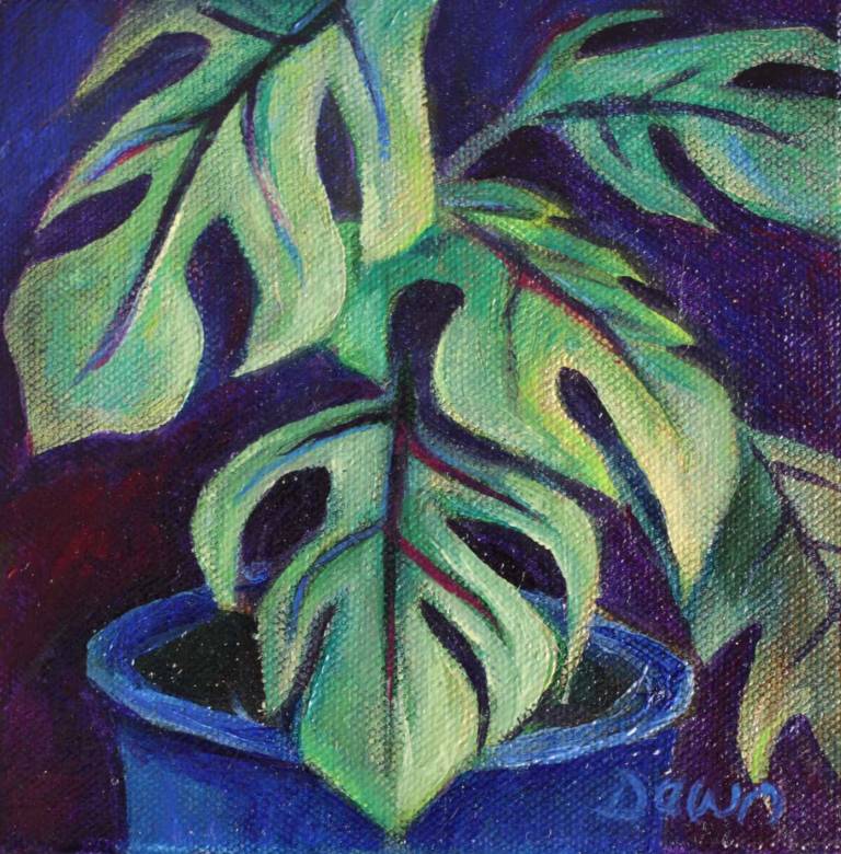 Cheeseplant - Dawn  Rodger