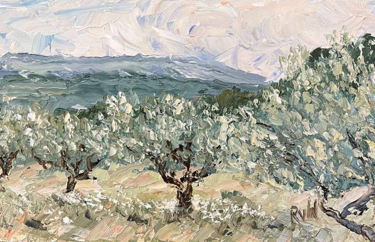 Olive trees in Apt - Ronell van Wyk