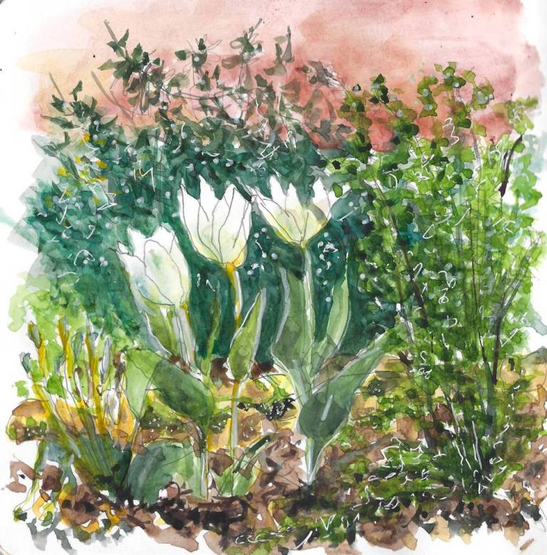 Three tulips - Ronell van Wyk