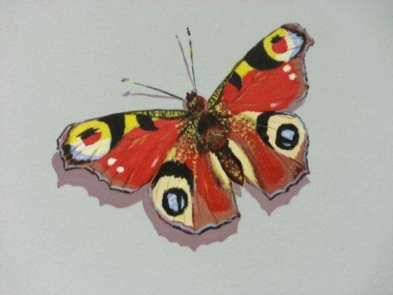 peacock butterfly - Jules Hoare