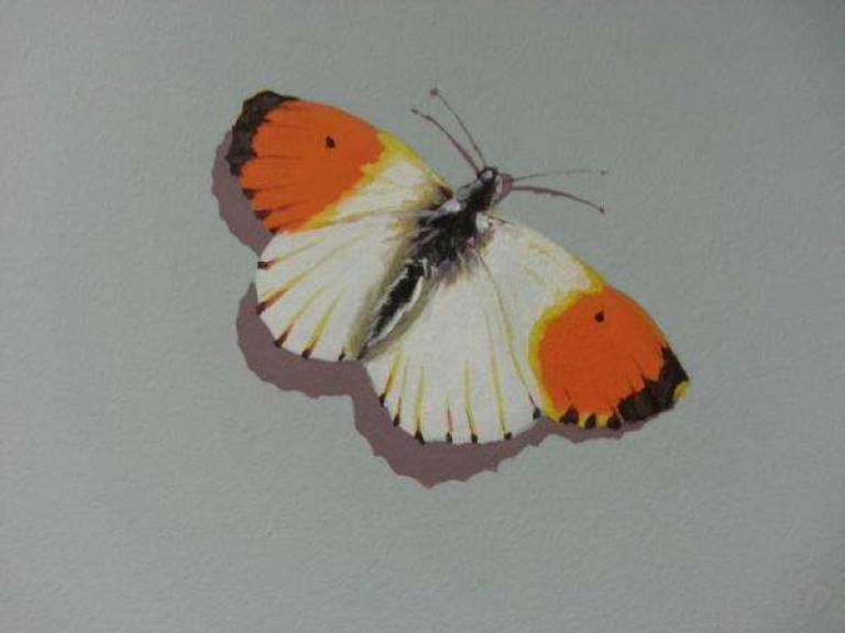 orange tip butterfly - Jules Hoare