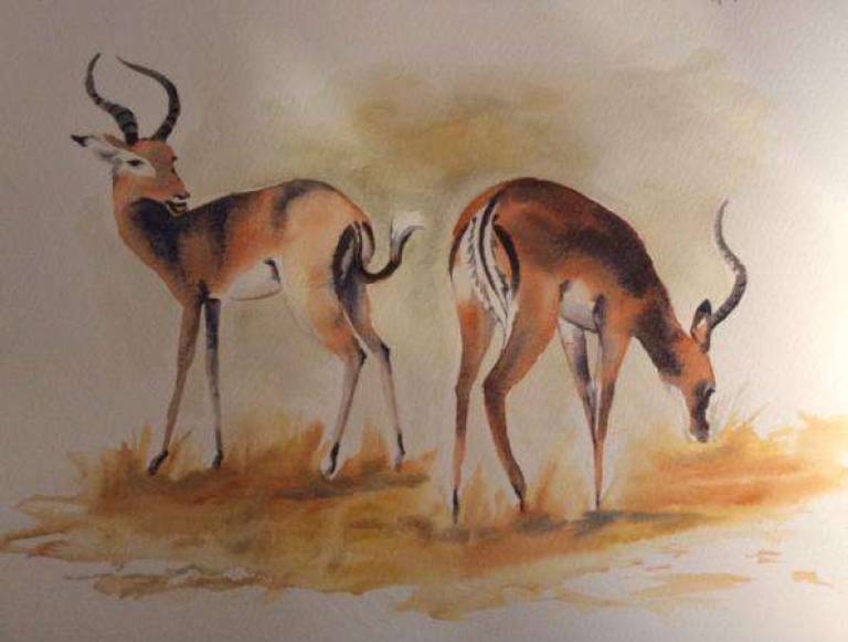 Impala - Jules Hoare