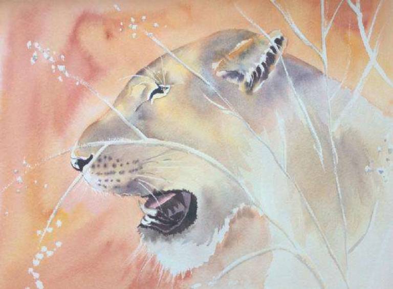 Lioness with grasses - Jules Hoare