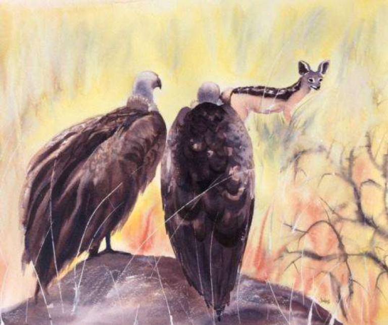 Drama in the bush - Jules Hoare