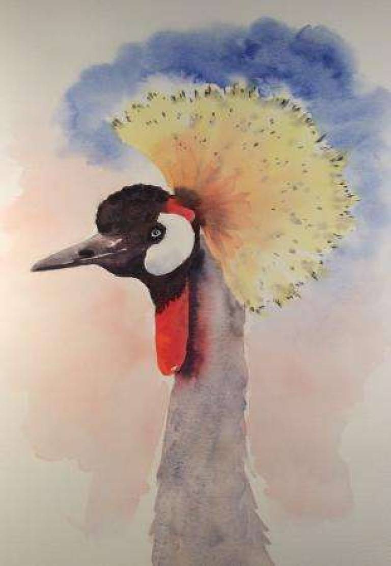 Gold crested crane - Jules Hoare