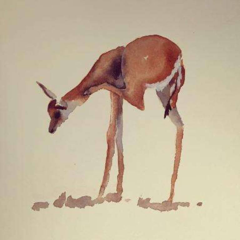 Springbok - Jules Hoare