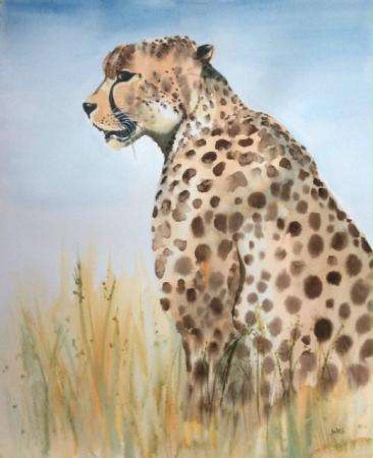 Serengeti Cheetah - Jules Hoare