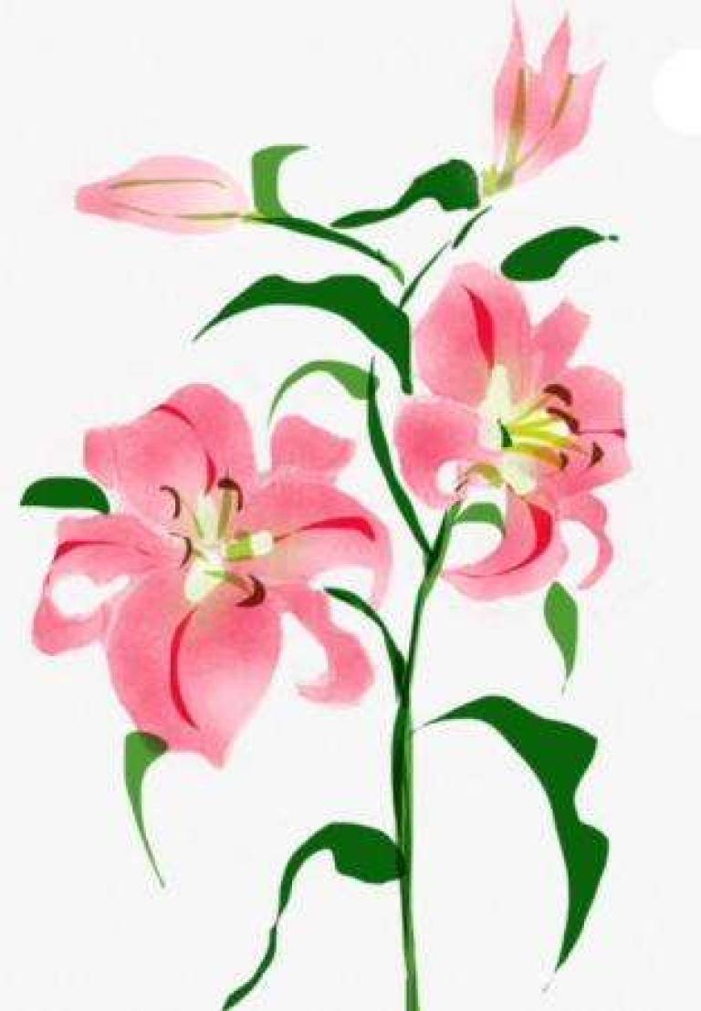 Lillies - Jules Hoare