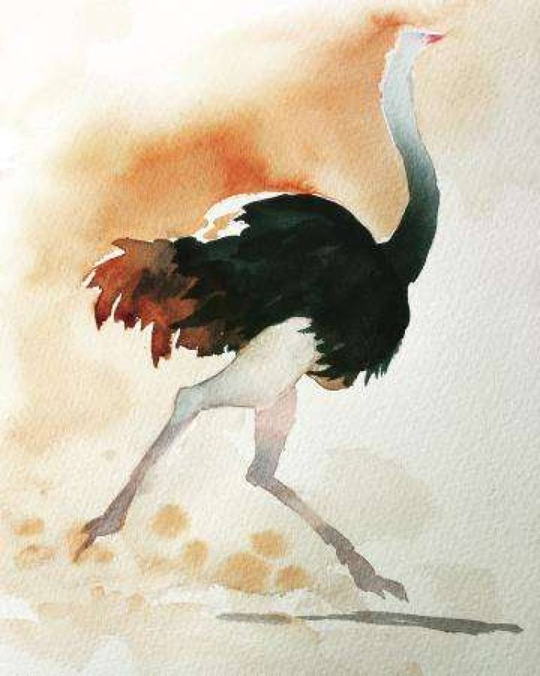 Ostrich running - Jules Hoare
