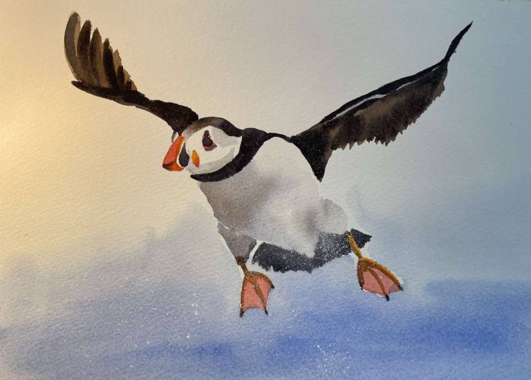 Puffin - Jules Hoare
