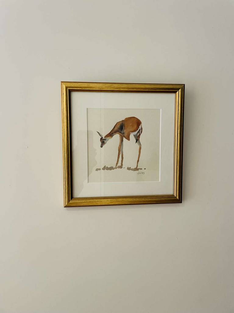 Springbok - Jules Hoare