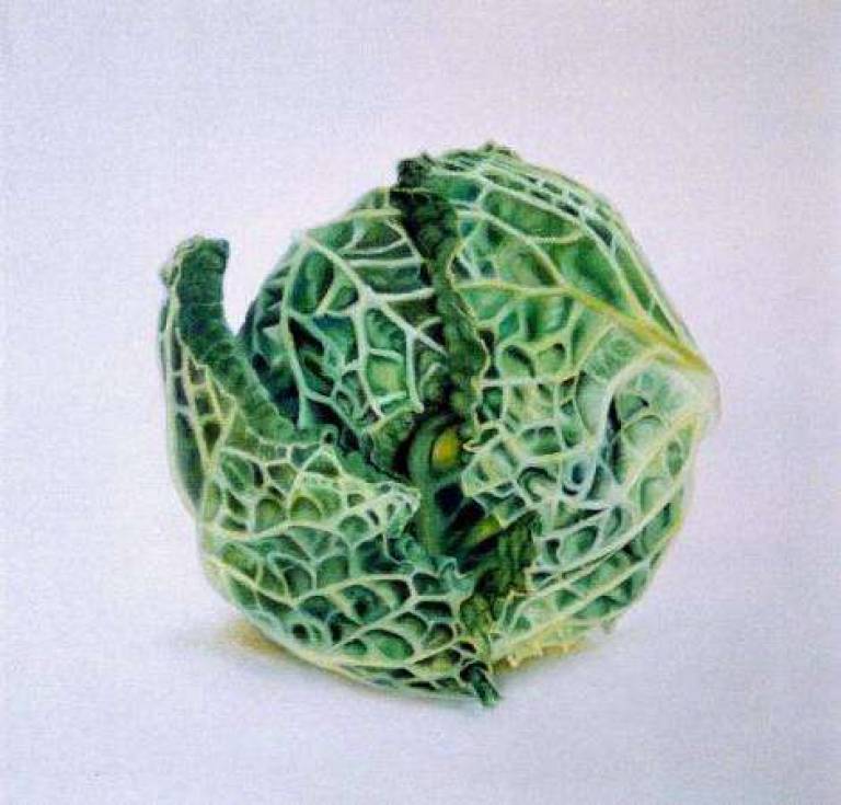 Cabbage - Trinidad Ball
