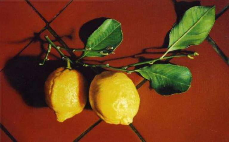 Lemons on Quarry Tiles - Trinidad Ball