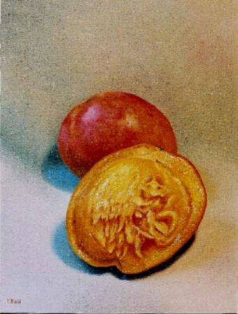 Mango - Trinidad Ball