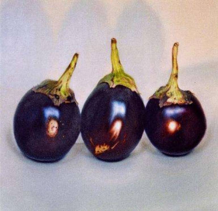 Three Aubergines - Trinidad Ball
