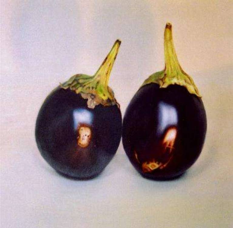 Two Aubergines - Trinidad Ball