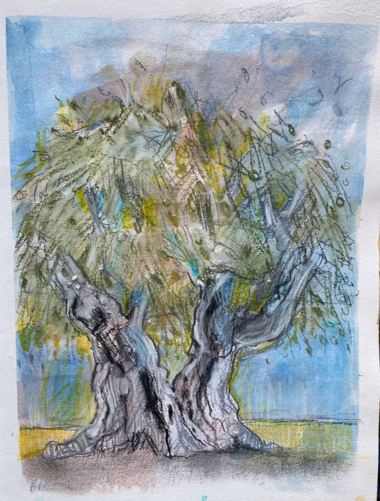 200 year old olive - Lyn O'Neill