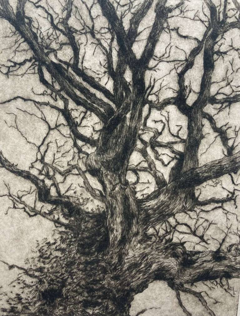 Oak - Eleanor Russell-Hsieh
