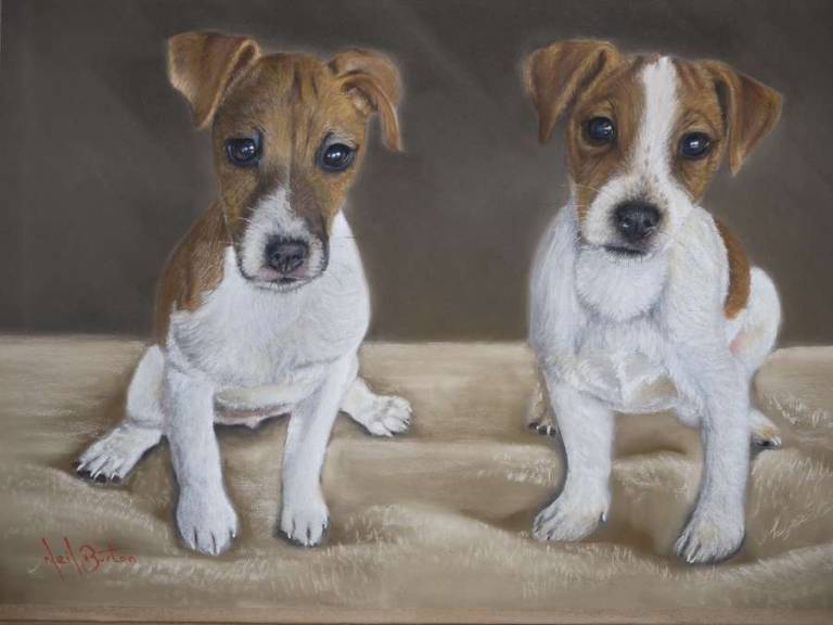 Pet Portraits - 