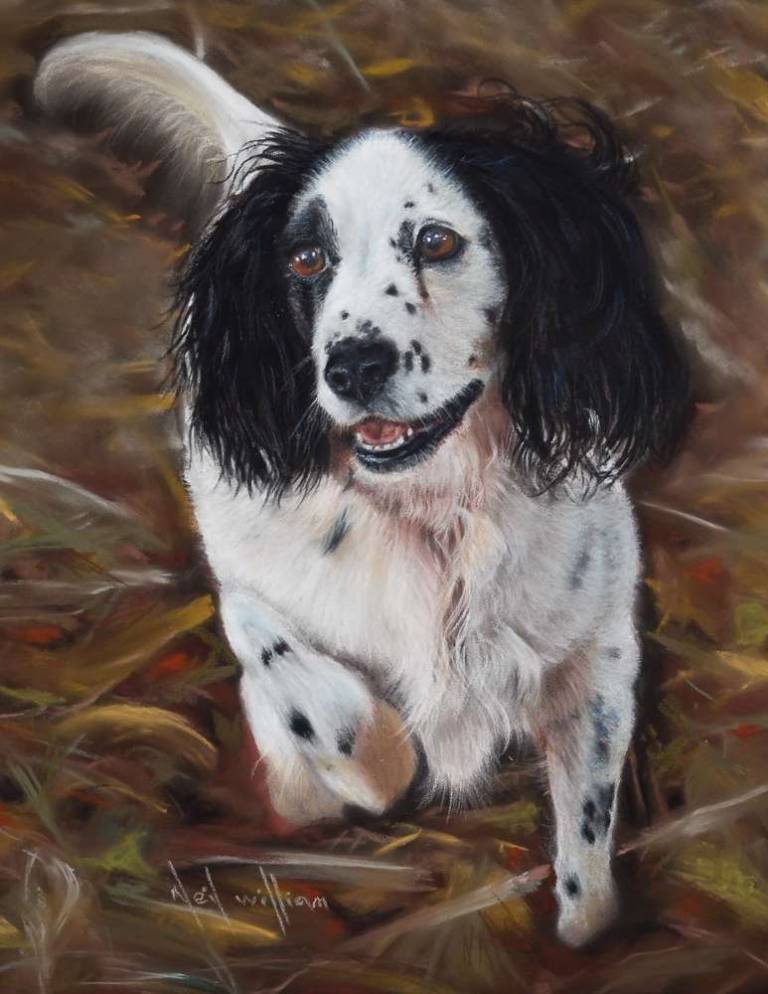Pet Portraits - 