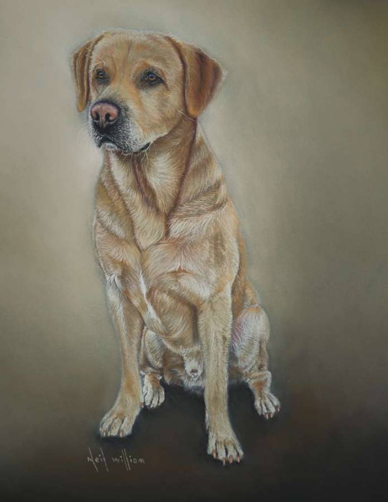 Pet Portraits - 