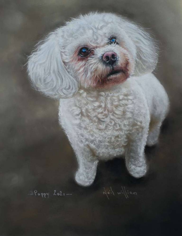 Pet Portraits - 