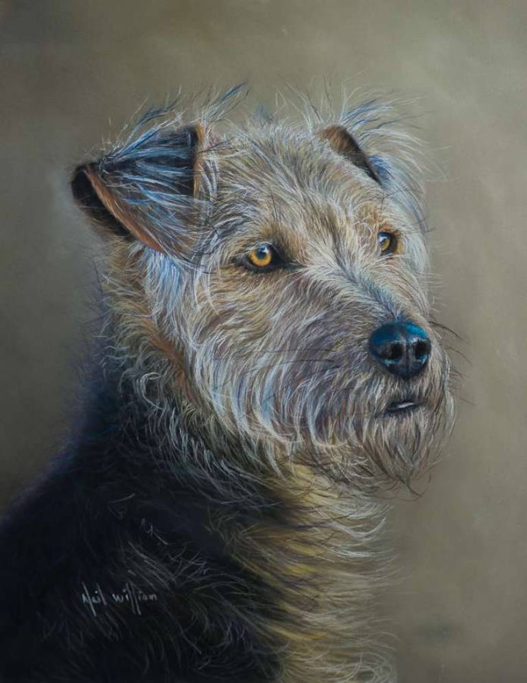 Pet Portraits - 