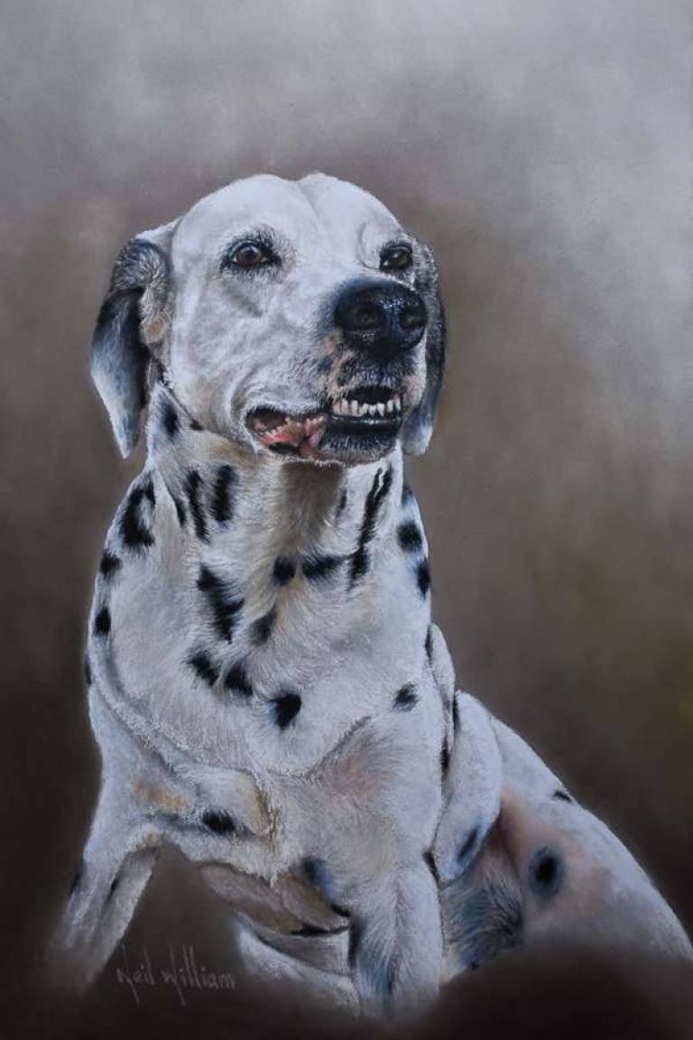 Pet Portraits - 