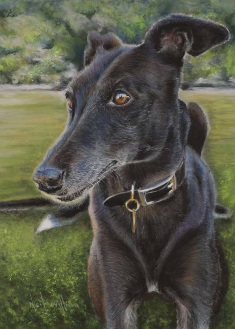Pet Portraits - 